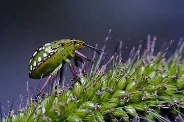 Image showing  fly Nezara Virdula Heteroptera pentatomidae palomena