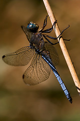 Image showing brachytron pratense on