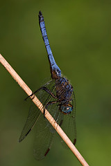 Image showing side of wild  blue  black dragonfly on