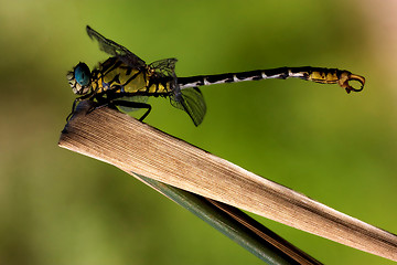 Image showing of  wild  yellow