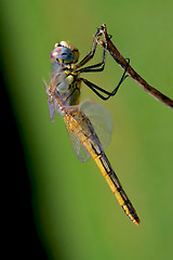 Image showing Yellow dragonfly rest