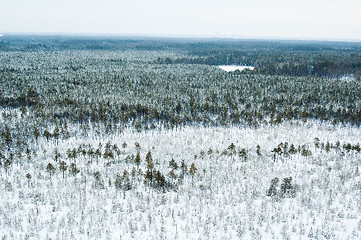 Image showing aerial view of winter forest