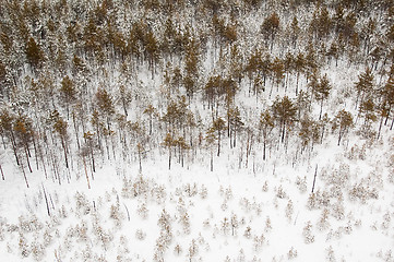 Image showing aerial view of winter forest