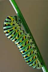 Image showing caterpillar of brown