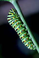 Image showing Papilio Macaone on green branch