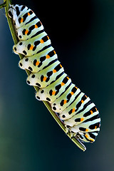 Image showing caterpillar of a Papilio Macaone   green branch