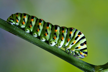 Image showing Papilionidae in a green tree