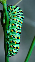 Image showing wild caterpillar of Papilio Macaone  on