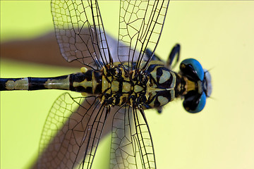 Image showing wild black yellow dragonfly anax