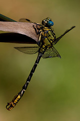 Image showing black     yellow dragonfly anax imperator on a