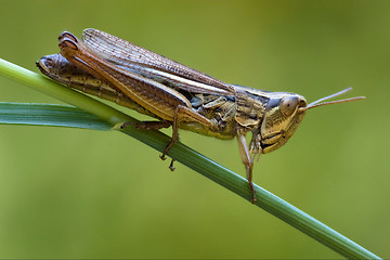 Image showing brown  grasshopper   chorthippu