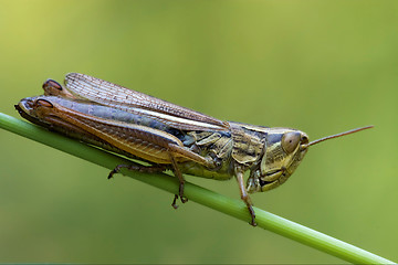 Image showing grasshopper chorthippus brunneus