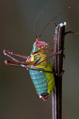 Image showing Tettigoniidae on