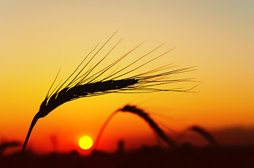 Image showing ear of ripe wheat with sun