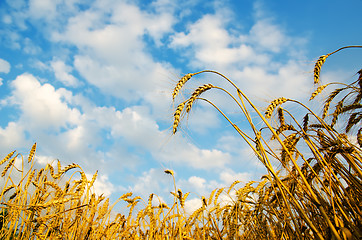 Image showing Golden wheat ears with blue sky over them