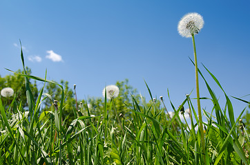 Image showing dandelion on green field under blue sky
