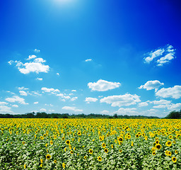 Image showing sunflowers field and white clouds on blue sky