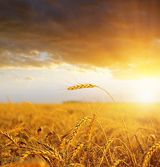 Image showing field with gold ears of wheat in sunset