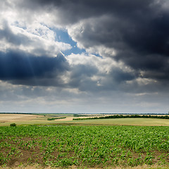 Image showing field with green maize under dramatic sky