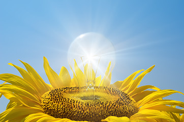 Image showing bulb in sunflower