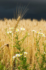 Image showing golden ear of wheat with daisy under dark sky