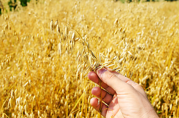 Image showing gold harvest in hand