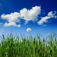 Image showing old dandelion in green grass field and blue sky