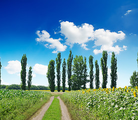 Image showing rural landscape with road