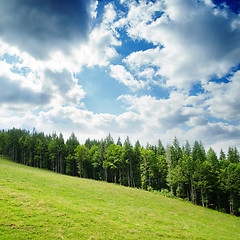 Image showing pine forest under deep blue sky in mountain