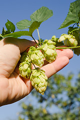 Image showing green hops in hand