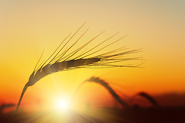 Image showing Golden sunset over wheat field