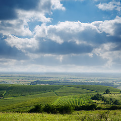 Image showing view to vineyard