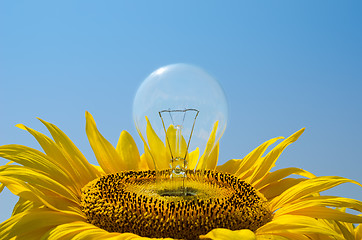 Image showing bulb in sunflower