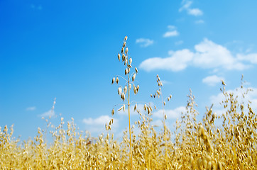 Image showing oats closeup under cloudy sky