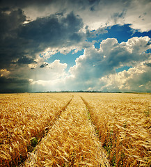 Image showing dramatic sky over golden field