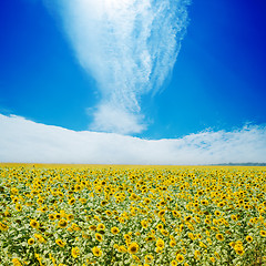 Image showing sunflowers field and white clouds on blue sky