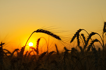 Image showing field with gold ears of wheat in sunset