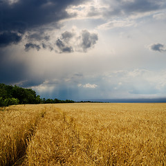 Image showing dramatic sky over golden field