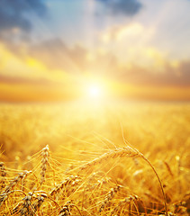 Image showing golden wheat field and sunset