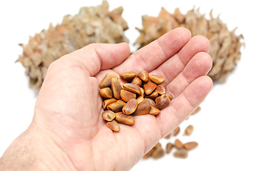 Image showing Cones and Nuts of Siberian Cedar Pine in hand