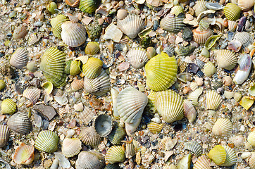 Image showing green sea shells with sand as background