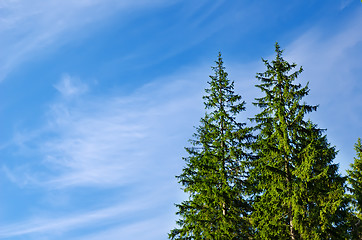 Image showing pines under deep blue sky