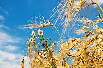 Image showing wheat with daisy