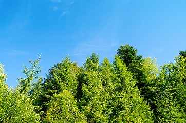 Image showing pine forest under deep blue sky in mountain Carpathians
