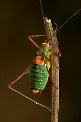 Image showing close up of grasshopper Orthopterous Tettigoniidae on