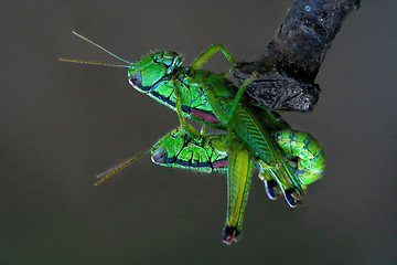 Image showing  in love on a tree