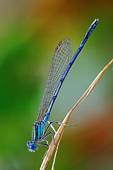 Image showing  Coenagrionidae dragonfly