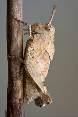 Image showing Orthopterous in a