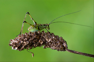 Image showing Tettigoniidae on a piece of branch in the bush and flower