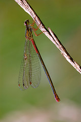 Image showing  wild  red black dragonfly coenagrion